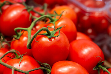 A bunch of ripe tomatoes attached to green stems on a vine