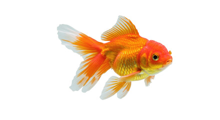 Orange Fantail Goldfish with Flowing Fins, Isolated on Transparent PNG Background