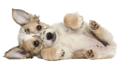 Adorable puppy lying on its back, showcasing playful demeanor and unique markings.