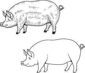 Set of illustrations of a pig in engraving style. Pork illustration on white background. Design elements for logo, emblem, sign. Vector illustration