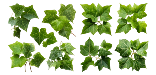 Various Ivy Leaves Isolated on White Background for Nature Themes, Isolated on Transparent, white background