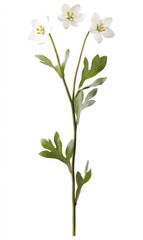 Fototapeta premium White flower with delicate leaves. A beautiful, isolated sprig of three small, white flowers on a stem with lush green leaves. The lighting highlights the intricate details