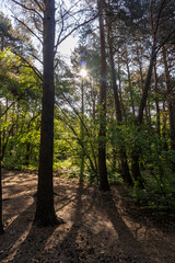 Sunburst through trees in woodland