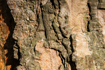 Close up view of texture of tree bark
