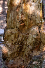 Texture of old dead tree stump