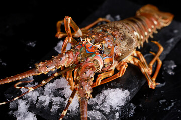 Large seafood lobster, Australian Red Claw Crayfish