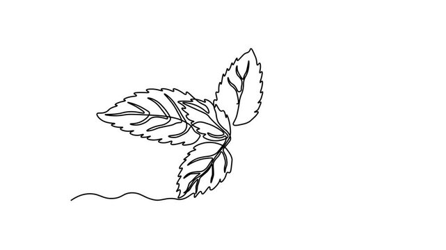 Abstract mint leaves, peppermint, spearmint. Self drawing animation one continuous line draw, logo