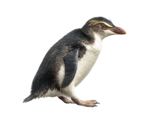Unique penguin species with distinct feather patterns and colors on a transparent background, cut out