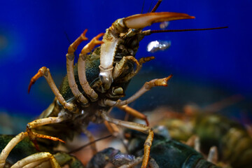 A detailed close up of a crayfish displayed against a blue background