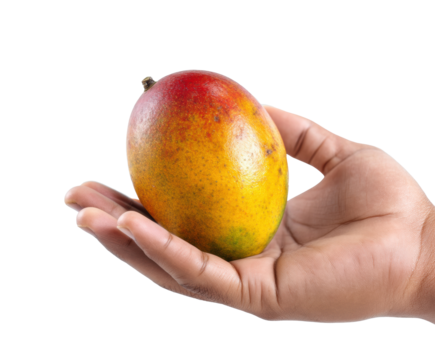 Fresh mango in hand ready for enjoyment and healthy eating on a transparent background, cut out