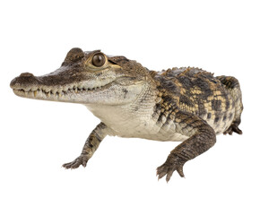 Naklejka premium Young crocodile in a natural pose on a neutral surface on a transparent background, cut out