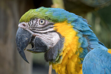 Texture of the beak of an adult macaw parrot close-up