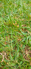 High-resolution close-up photo of natural green grass blades with visible textures, some yellowing and dry patches. Ideal for backgrounds, environmental themes, gardening, landscaping