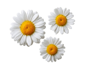 Fototapeta premium Three White Daisies on Transparent Background, PNG