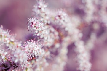 A soft focus captures the intricate details of pink and white tamarisk flowers blooming.
