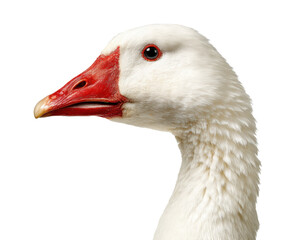 Close-up of a white goose with a red bill and blue eyes on a transparent background, cut out
