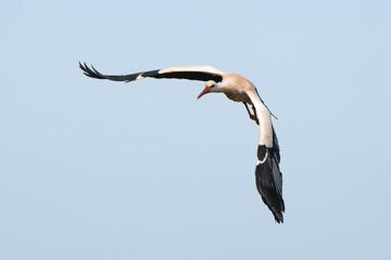 Cigogne blanche, .Ciconia ciconia, White Stork,
