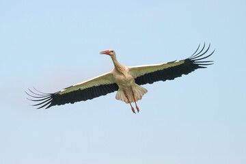 Cigogne blanche, .Ciconia ciconia, White Stork,