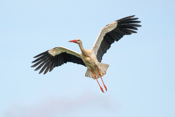 Cigogne blanche, .Ciconia ciconia, White Stork,