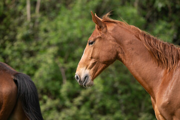 Obraz premium Cheval , race Selle Francais , Equus caballus