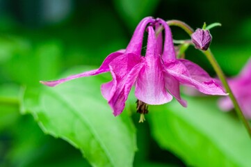 A vibrant pink columbine flower gracefully blooms, its delicate petals unfurling in the green...