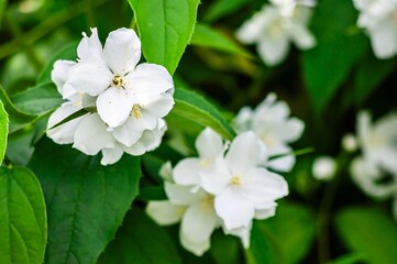 Close-up of blooming mock orange blossoms showcases their delicate white petals and fresh green leaves.