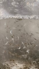 Mosquitoes and Aquatic Insects Suspended in Clear Water with Bubbles Creating a Unique Natural Scene