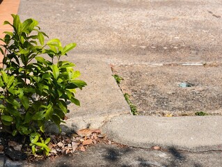 Green Plant Growing on Street Edge Near Sidewalk in Urban Outdoor Environment with Textured Ground