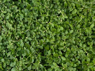 Lush Green Ground Cover with Vibrant Small Leaves and Delicate Blooms in Natural Outdoor Environment