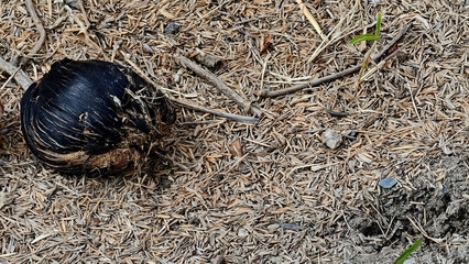 Close-Up of Unique Natural Object on Soil with Pine Needles in a Forest Environment
