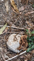Close-Up View of a Rock Surrounded by Dry Leaves and Greenery in a Natural Outdoor Environment