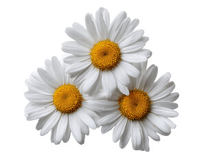Obraz premium Three White Daisies with Yellow Centers on Transparent Background, PNG