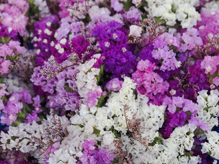 Variety of limonium sinuatum or statice salem flowers in blue, lilac, violet, pink, white, yellow colors in the garden shop.