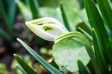 Fototapeta premium A tightly furled snowdrop bud shows hints of white and green, signaling the arrival of spring.