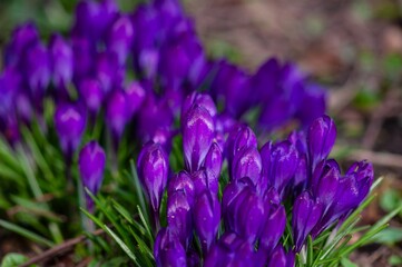 A close-up shows a cluster of violet purple crocus buds emerging in the springtime garden.