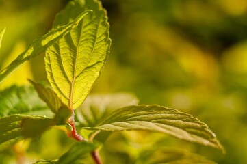 Golden spirea leaves glow with backlit sunlight, highlighting their delicate veins and fresh green color.