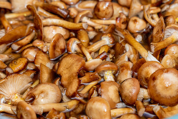 Delicious honey mushrooms in a ceramic plate . Honey fungus (Armillaria mellea) mushrooms in the bowl. Selective focus. Shallow depth of field.Mushrooms in a saucepan.