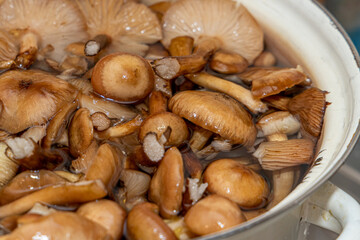Delicious honey mushrooms in a ceramic plate . Honey fungus (Armillaria mellea) mushrooms in the bowl. Selective focus. Shallow depth of field.Mushrooms in a saucepan.