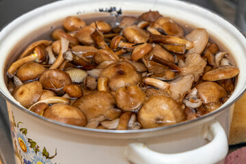 Delicious honey mushrooms in a ceramic plate . Honey fungus (Armillaria mellea) mushrooms in the bowl. Selective focus. Shallow depth of field.Mushrooms in a saucepan.