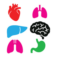 anatomy of human heart