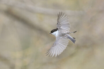 Spread wings flight against uniform tone on tone backgound of a Willow tit, Poecile montanus, a...