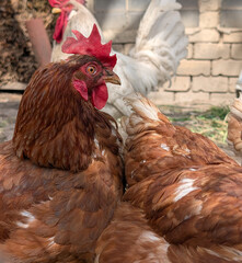 chicken from small home farm