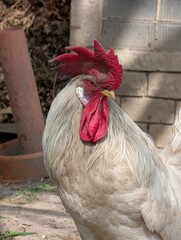 white rooster bird