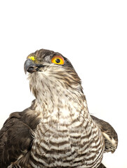falcon bird isolated