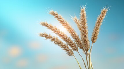 Wheat spikes shine under blue sky at sunset, showcasing golden grains in a serene countryside
