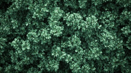 Fototapeta premium A Lush Canopy of Emerald Green Leaves: A Textured Botanical Image of Nature's Abundance