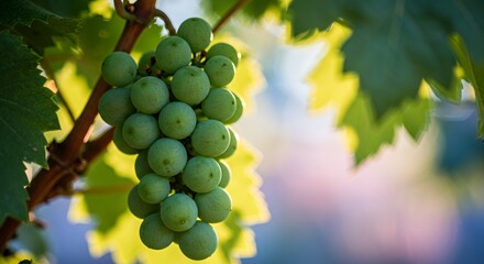 Unripe Green Grapes on Vine with Jagged Edged Leaves in Early Summer Bright Bokeh Background Agriculture Close Up