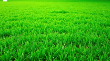 Fototapeta premium Vibrant Green Grass Texture A Lush Meadow of Short Blades Showing Fine Detail of Healthy Growth and Natural Color