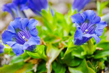 Blue gentian flowering plant. Gentiana acaulis, stemless gentian. Trumpet gentian in bloom.