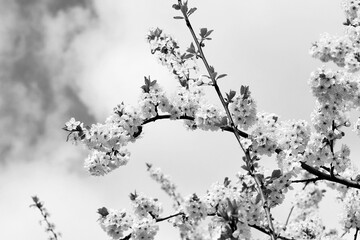 Blooming apple tree in the garden, black and white photo